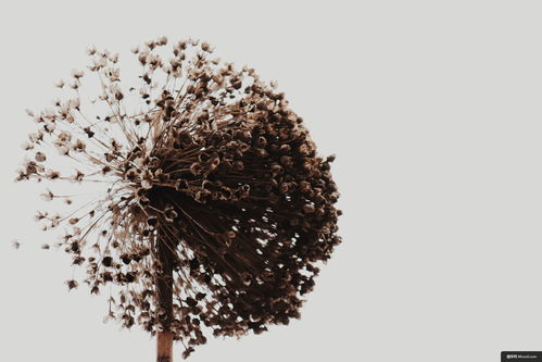 植物王国中的美食与环保之旅